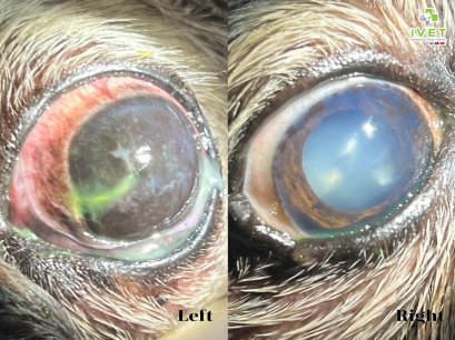 น้องเป๋าฮื้อมีอาการตาแห้งเรื้อรัง